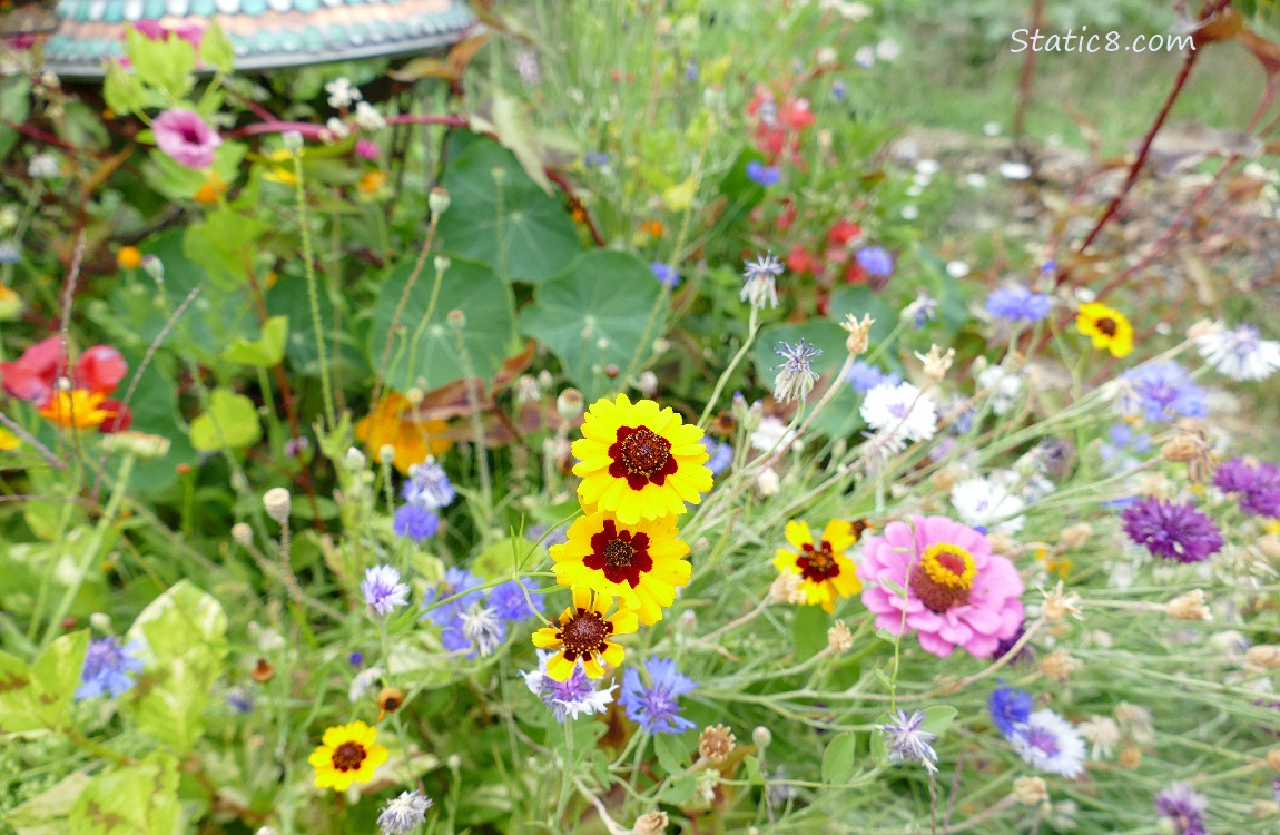 A variety of blooming flowers!