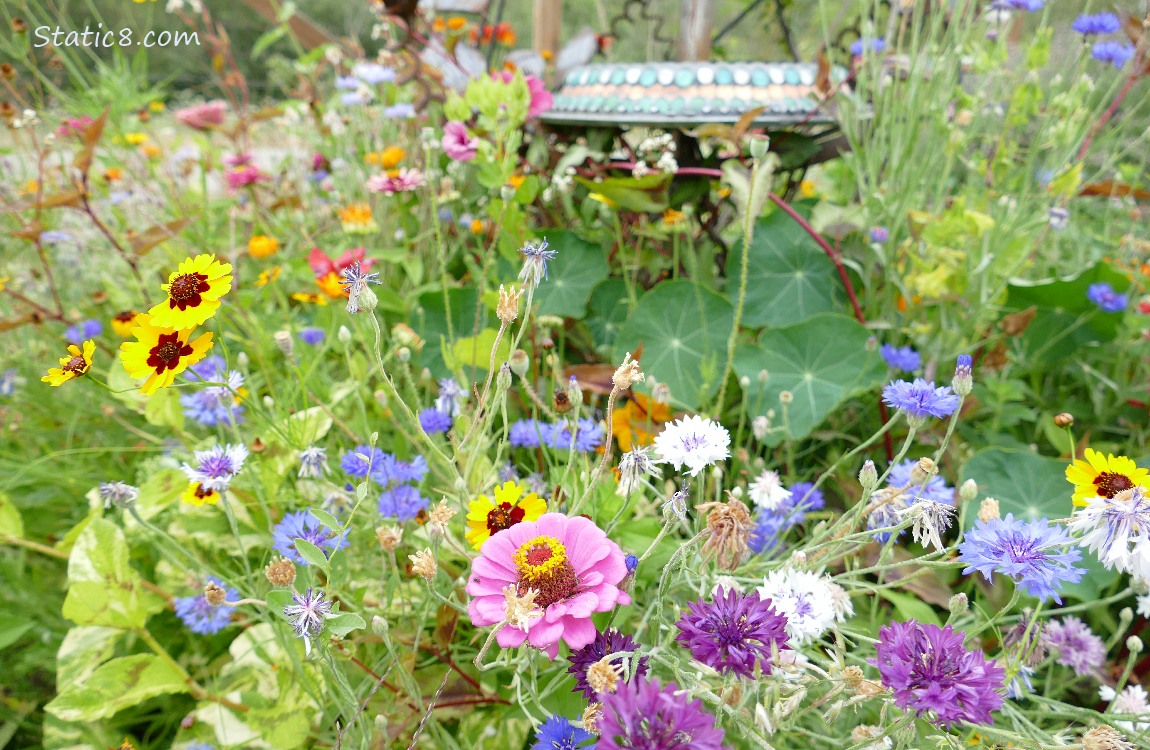 A variety of blooming flowers!