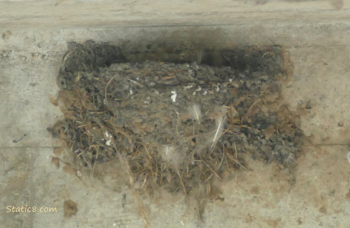 empty Barn Swallow nest