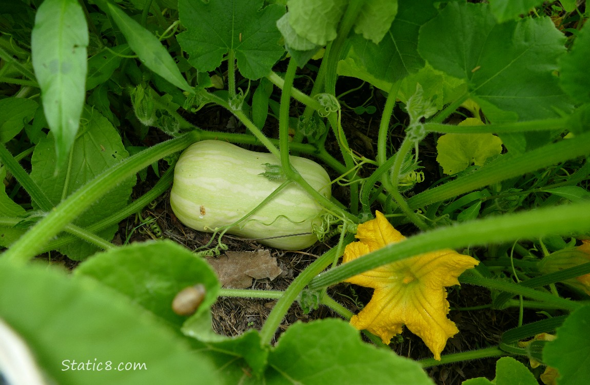 Butternut growing on the vine