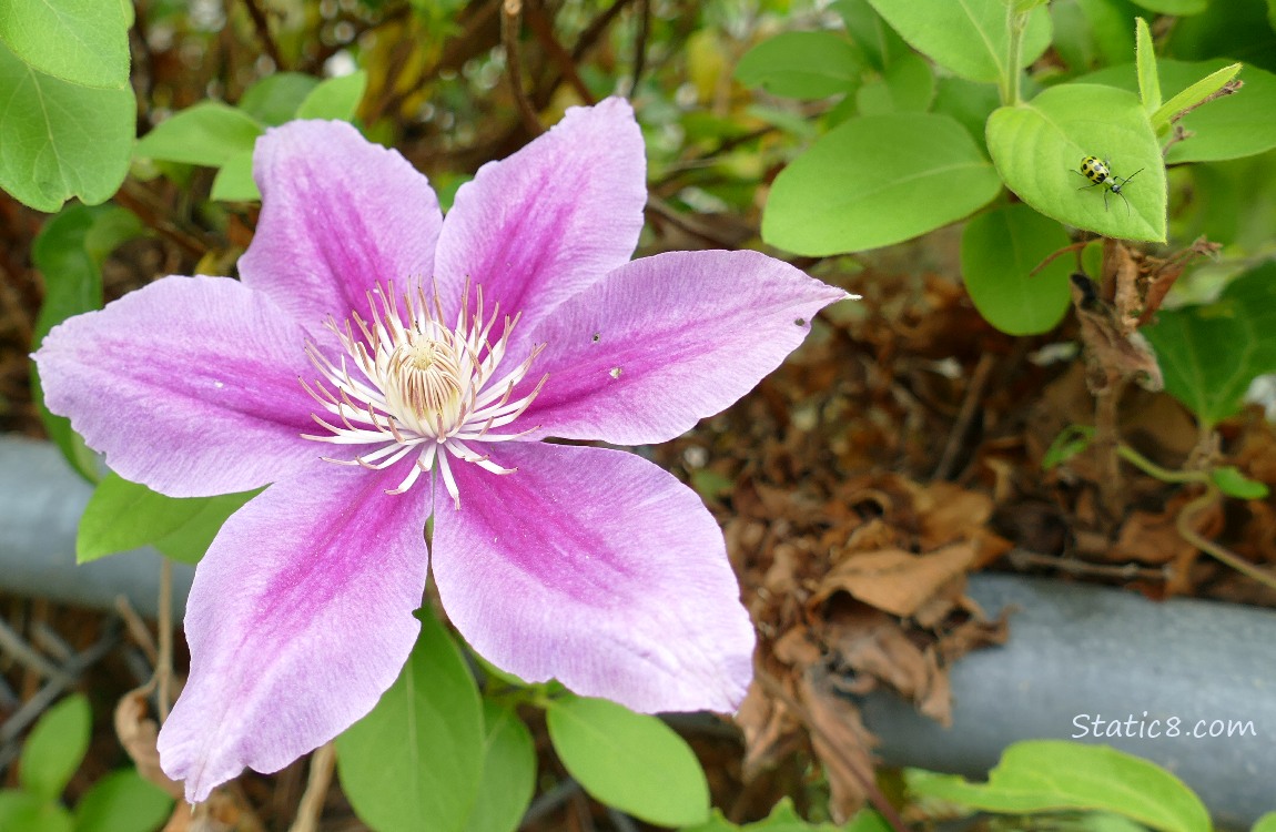 Clematis bloom