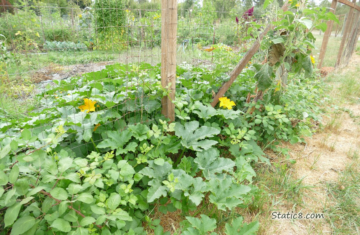 Squash plant growing thru a wire fence