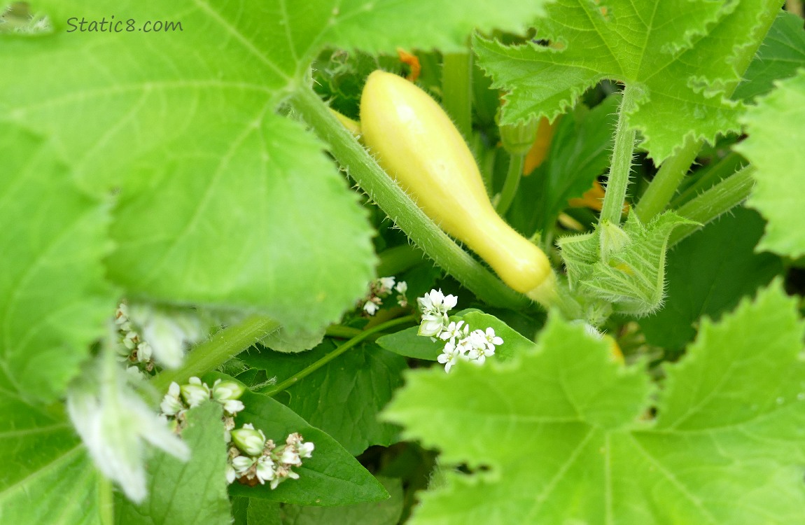 Crookneck fruit growing on the vine with Buckwheat blooms poking up thru big squash leaves