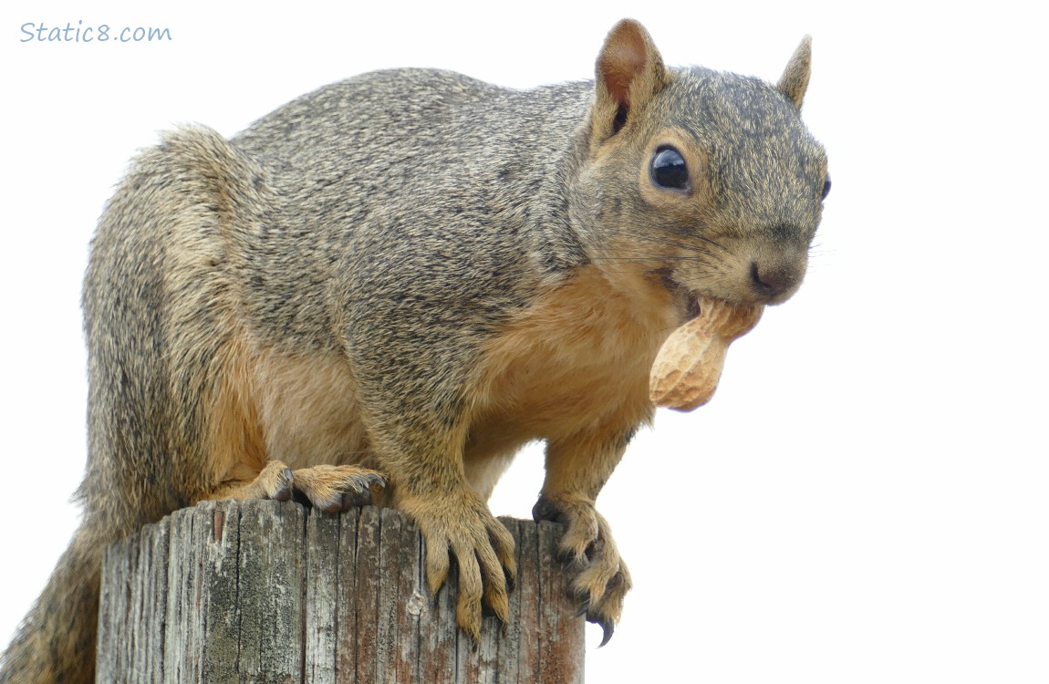 Squirrel standing on a wood post, holding a peanut in her mouth