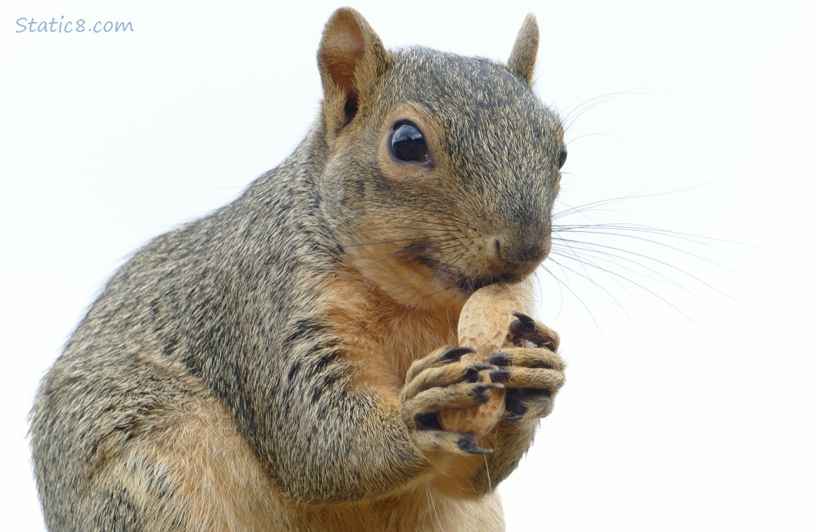 Squirrel holding a peanut in shell