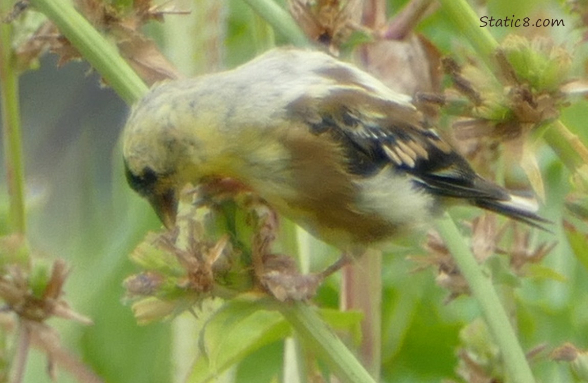 American Goldfinch eating seeds from a Chicory bloom