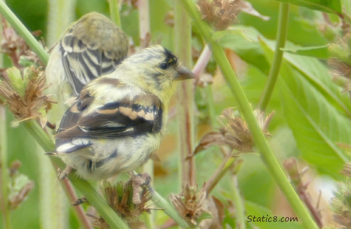 Two Goldfinches standing on a Chicory branch