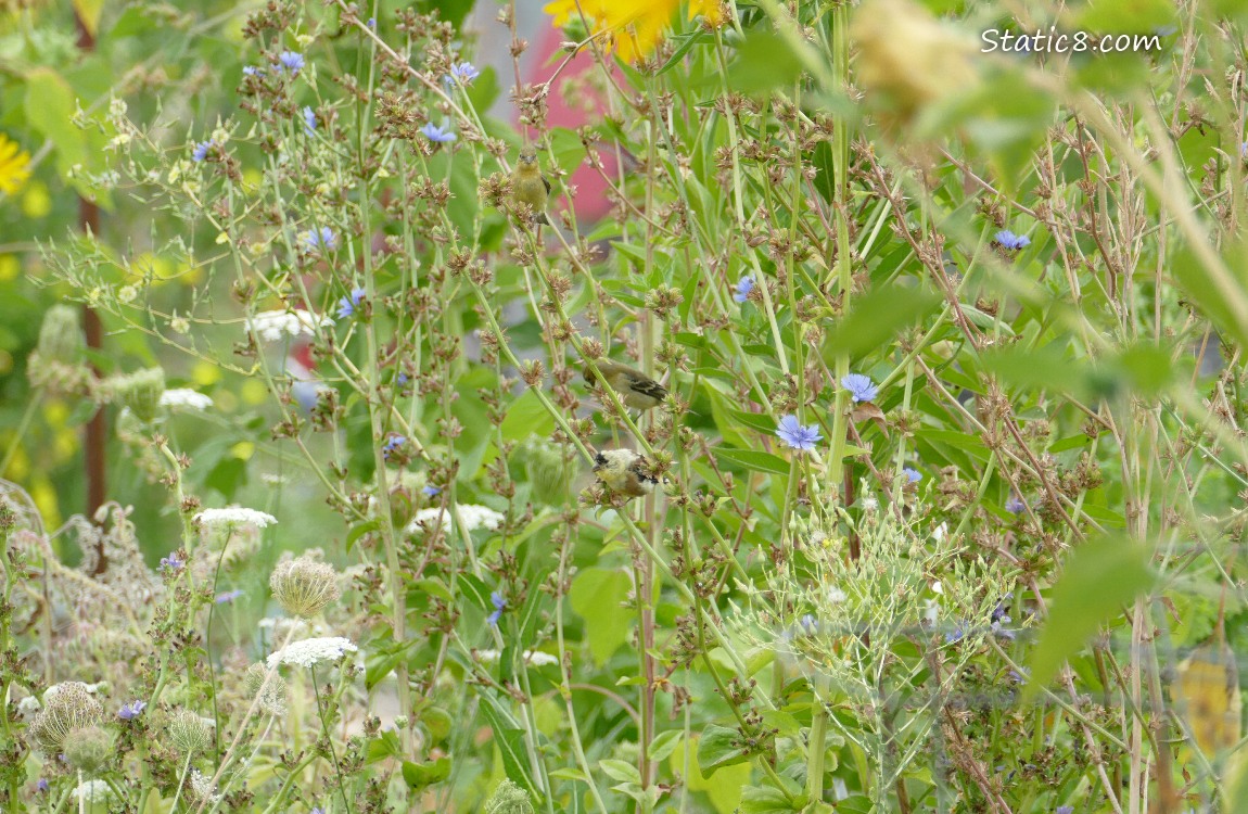 Goldfinches hidden in weeds