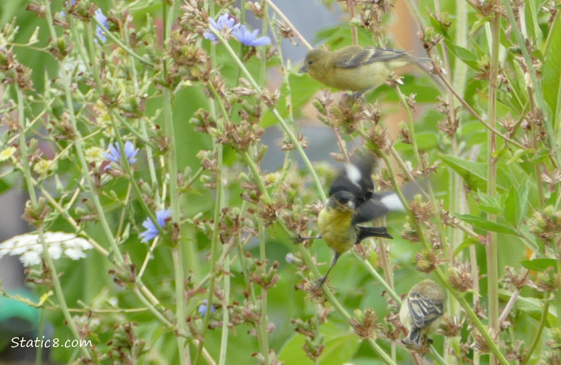 Goldfinches on Chicory plant with blooms and seeds