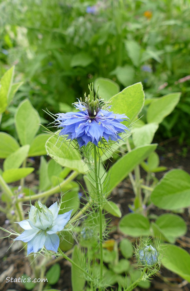 Love in a Mist blooming next to small soybean plants