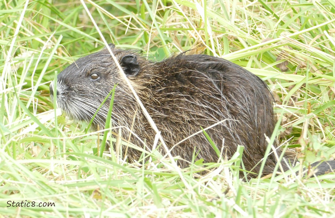 Nutria standing in the grass