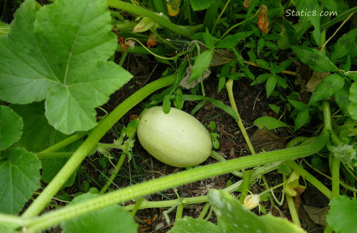 Spaghetti Squash ripening on the vine