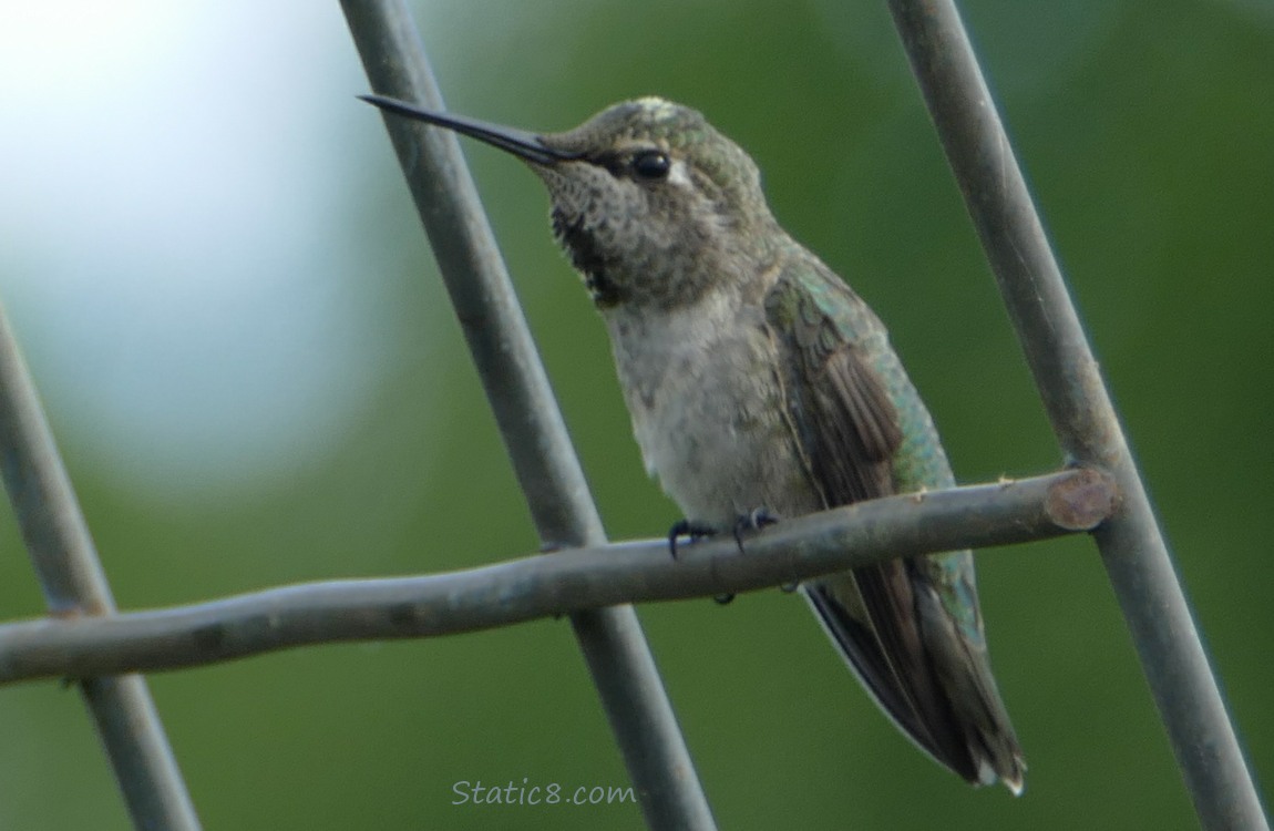 Young male Anna Hummingbird standing on a wire trellis