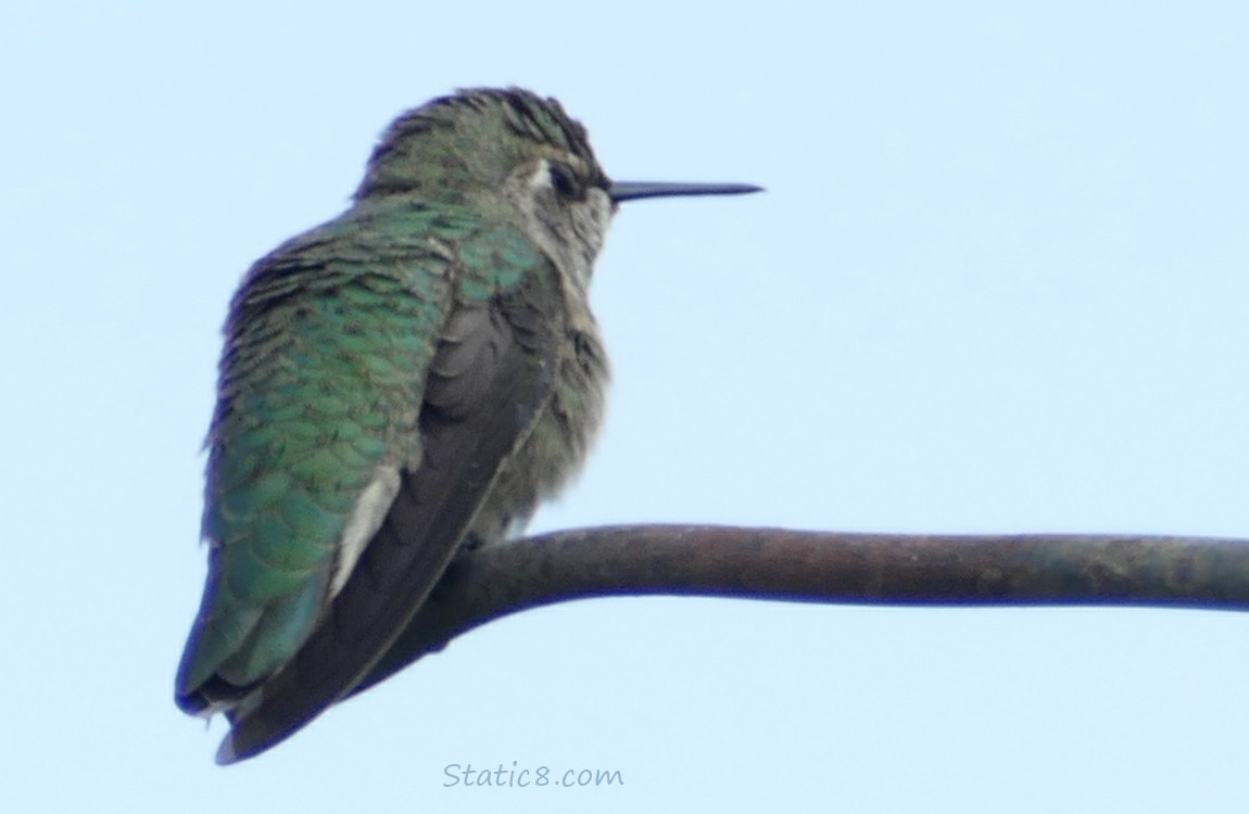 Anna Hummingbird standing on the top of a wire trellis