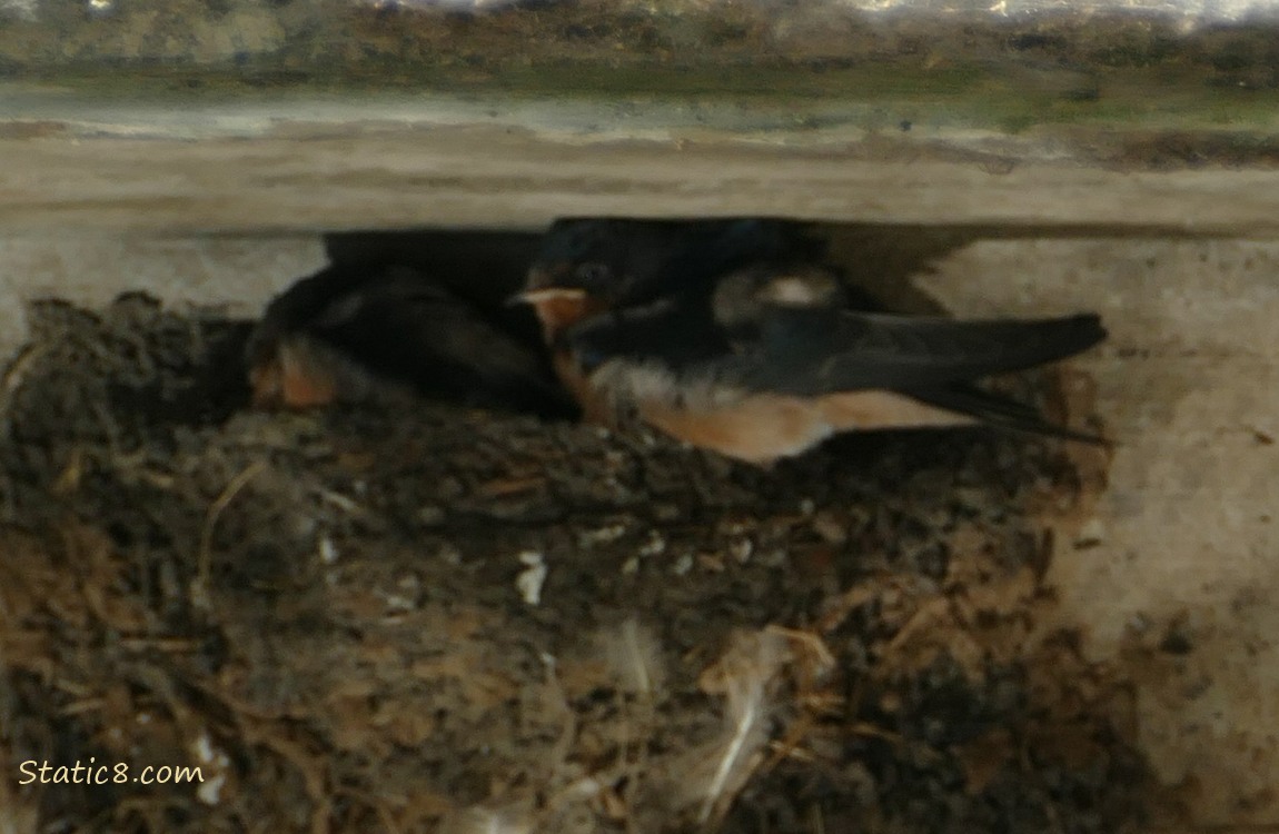 Barn Swallow fledglings in the nest