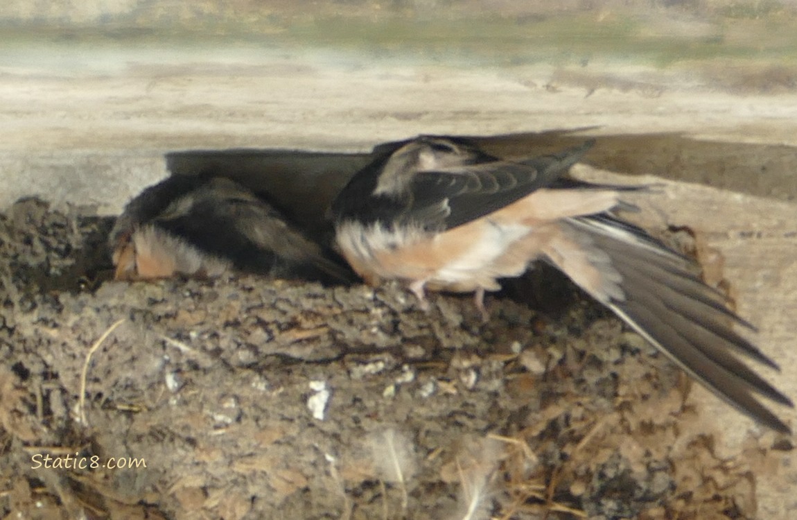 Barn Swallow fledglings in the nest preening