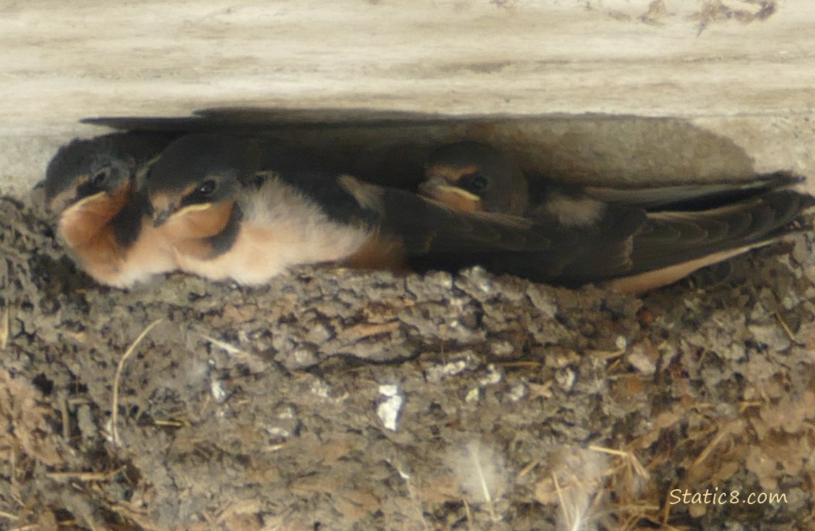 Three Barn Swallow fledglings in the nest