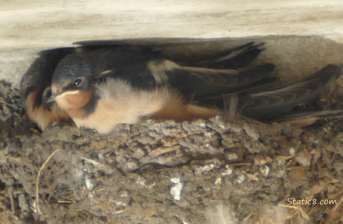 Three Barn Swallow fledglings in the nest, preening.