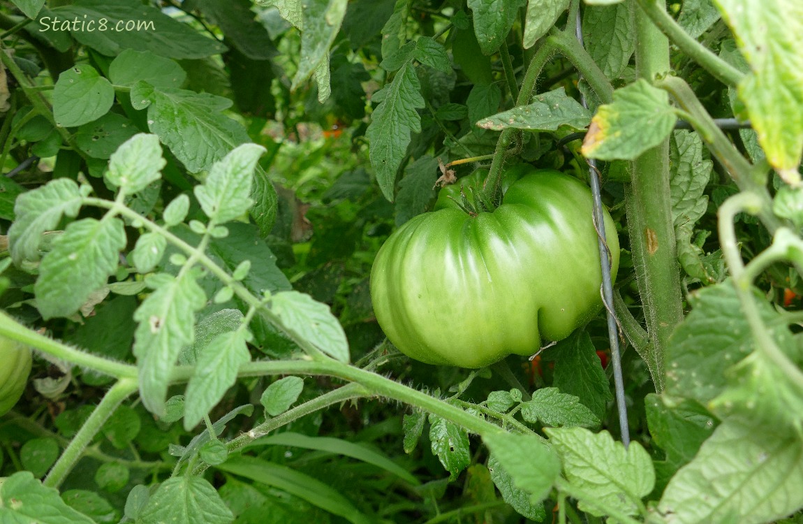 Big green tomato ripening on the vine