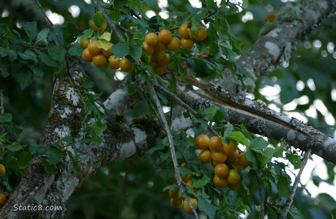 Golden fruits hanging from a tree