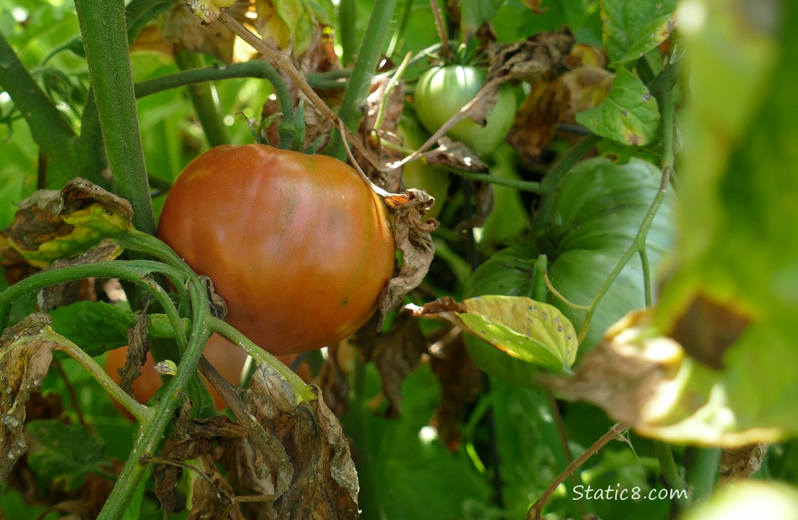 Tomato ripening on the vine