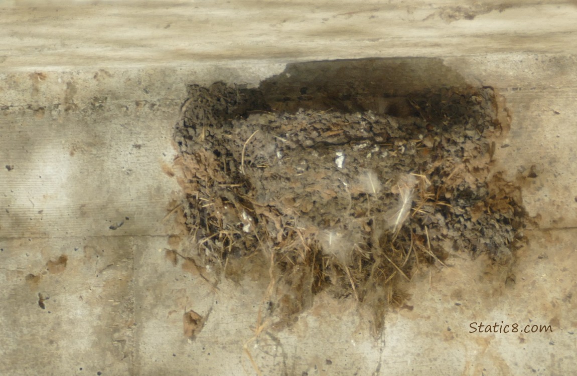 Empty Barn Swallow nest