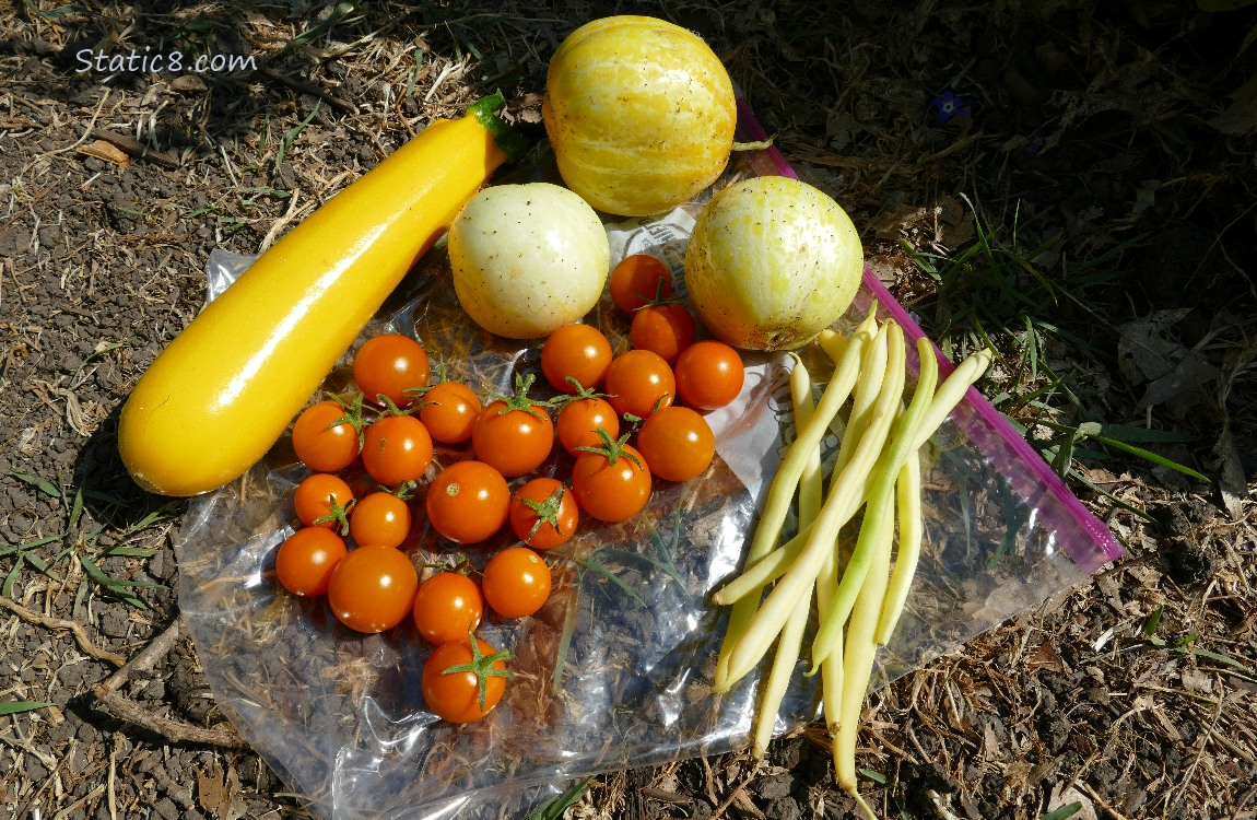 harvested veggies laying on the ground