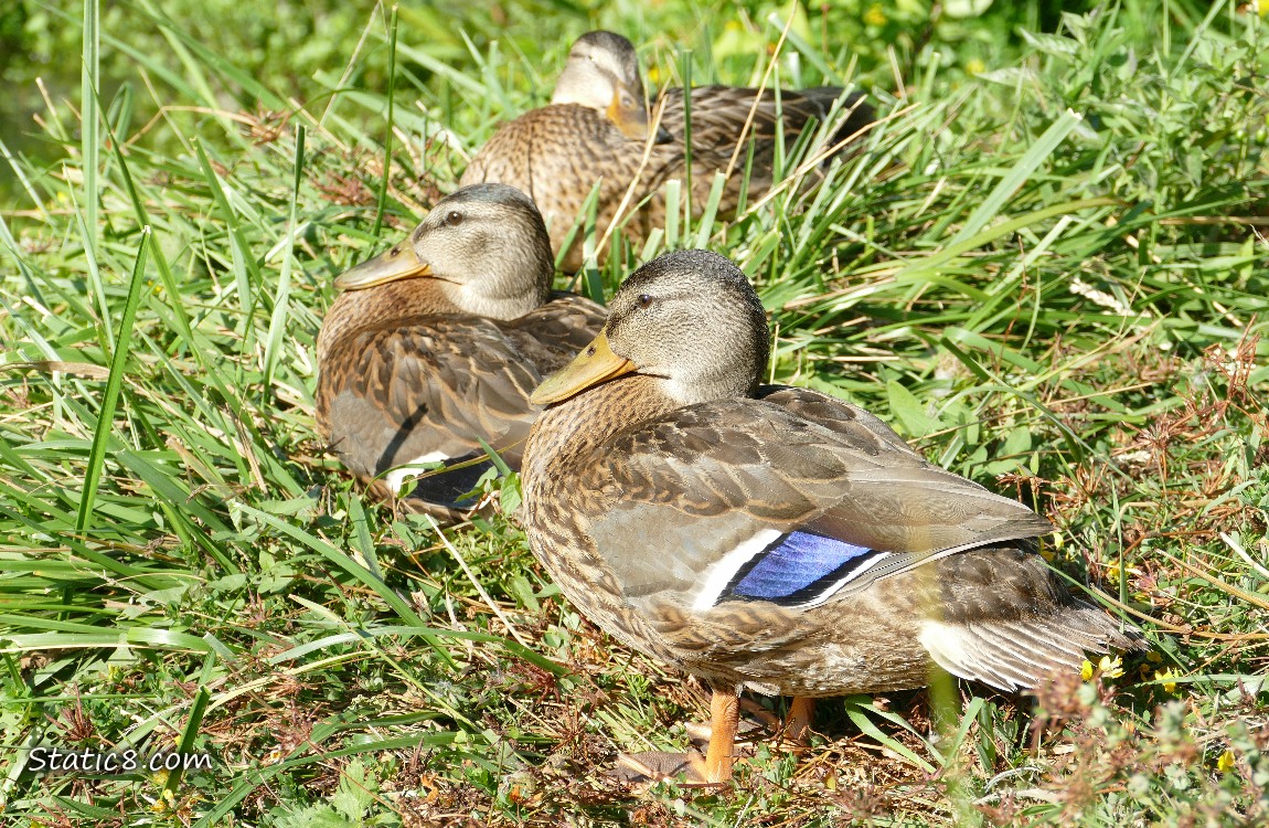 Mallard ducks sitting in the grass