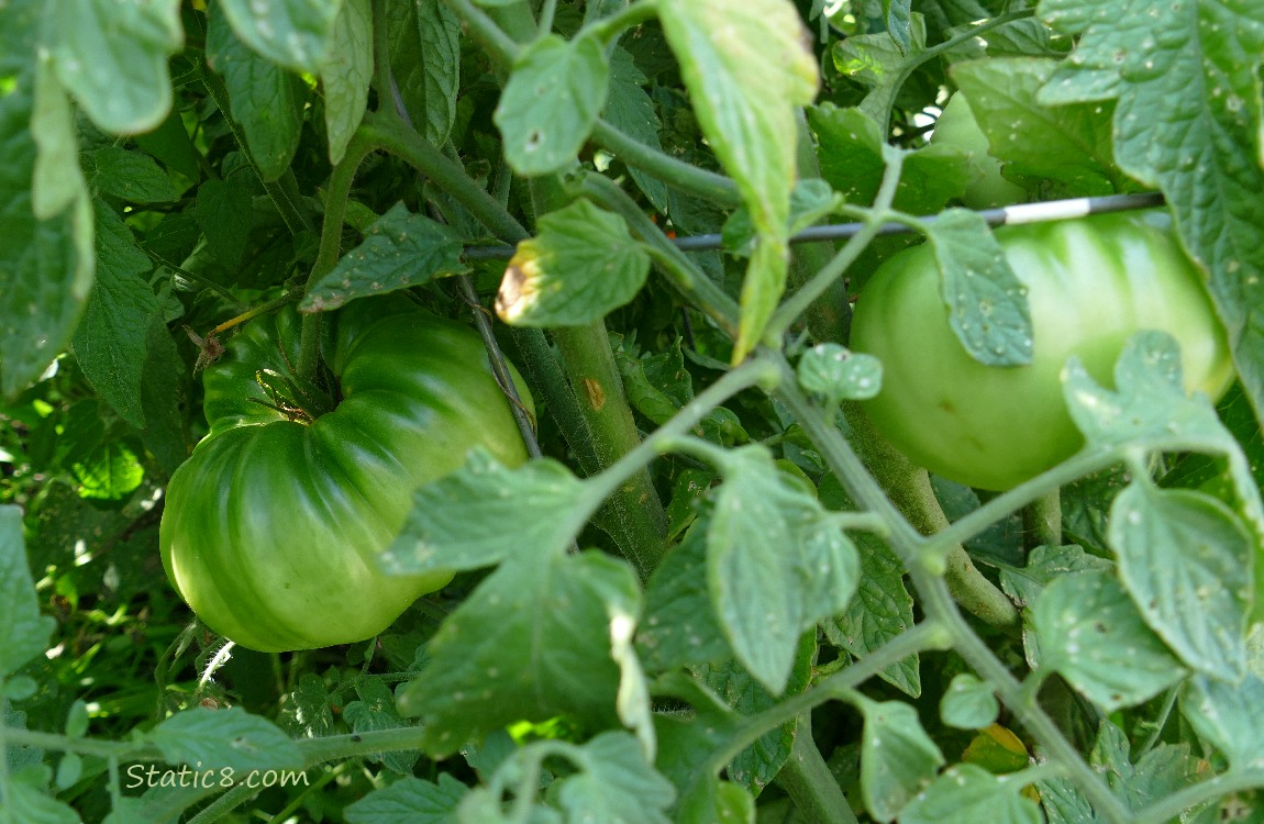 Green tomatoes on the vine