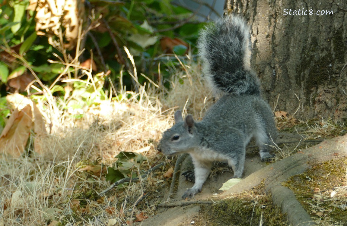 Western Grey Squirrel