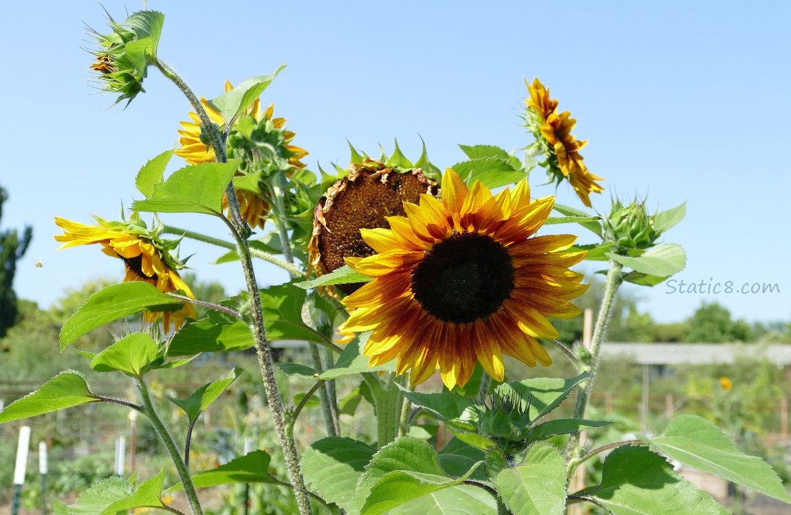 Sunflower blooms against a blue sky