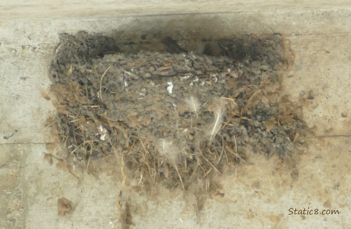 Empty Barn Swallow nest