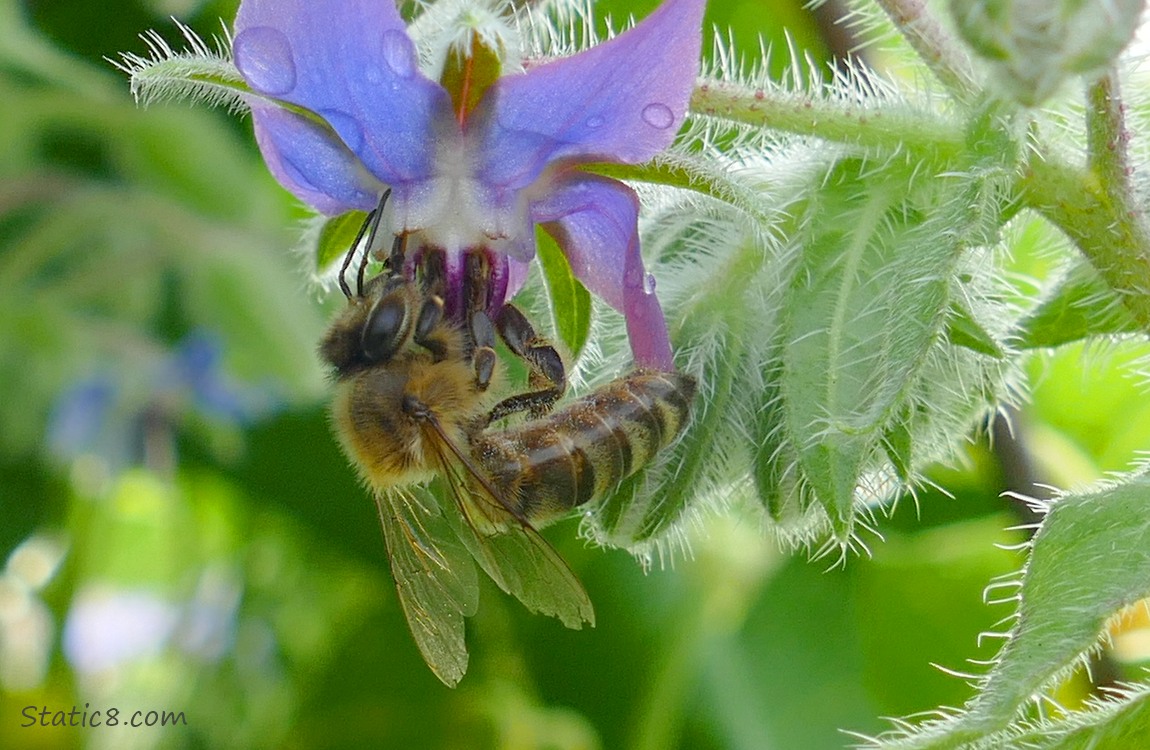 Honey Bee hanging from a Borage blossom