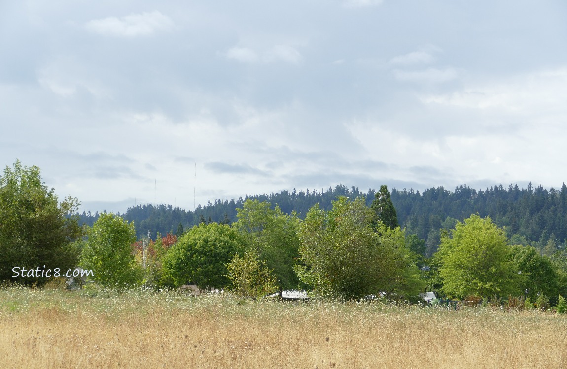 Trees on the hill in the distance