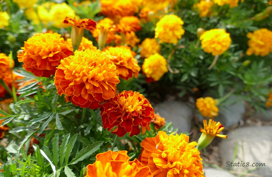 Orange and red marigold blooms