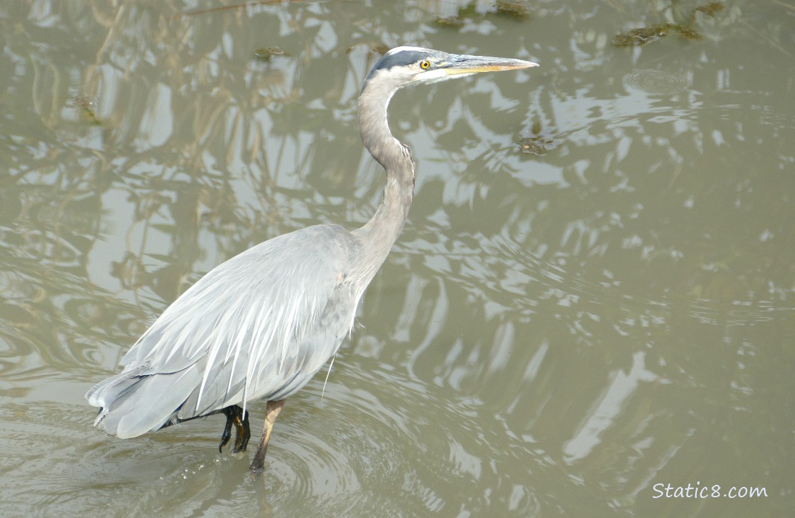 Great Blue Heron walking in shallow water