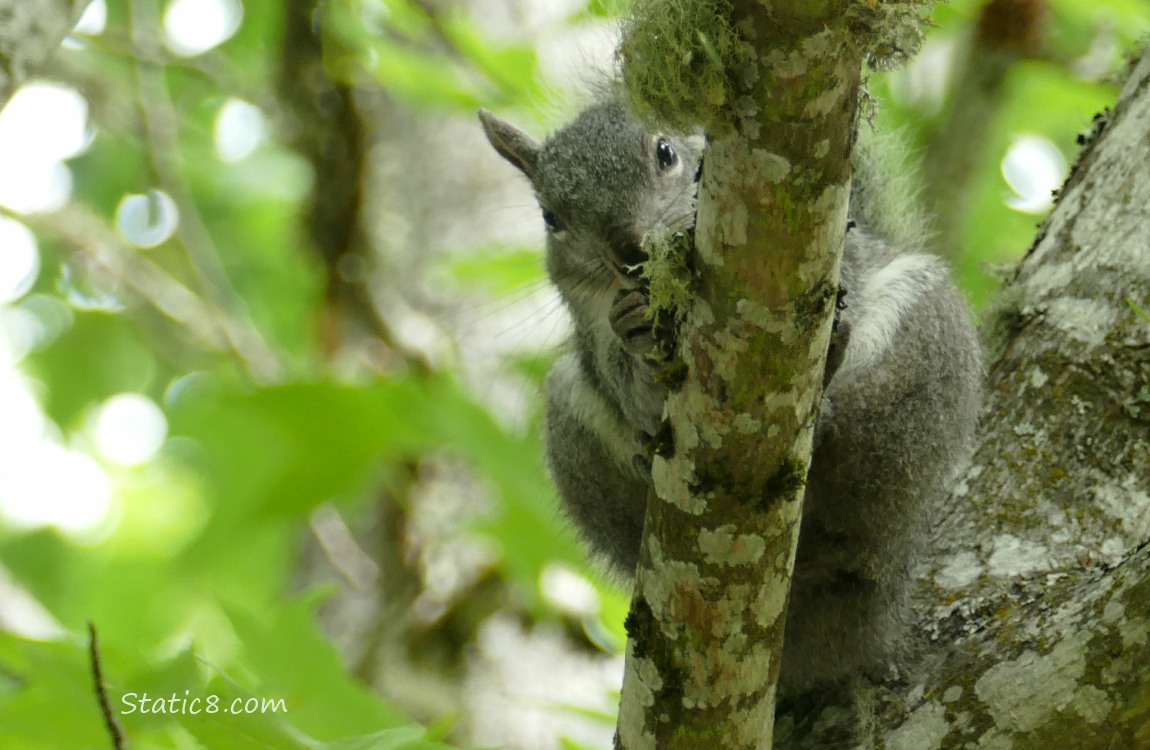 Squirrel in a tree with a nut