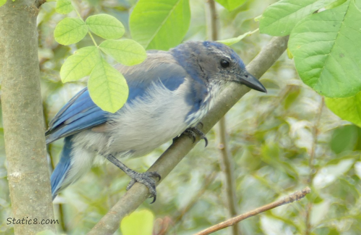 Scrub Jay standing on a branch 