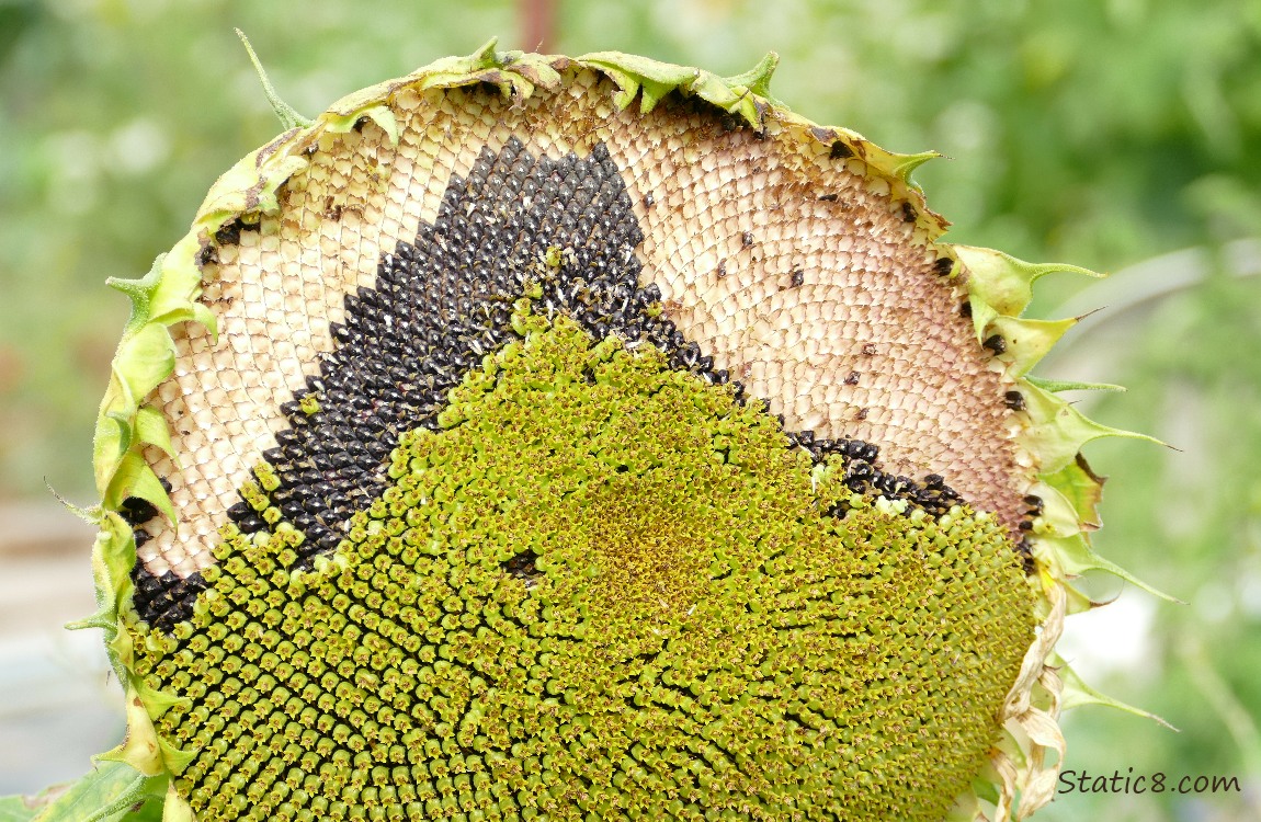 Sunflower head with some seeds plucked out