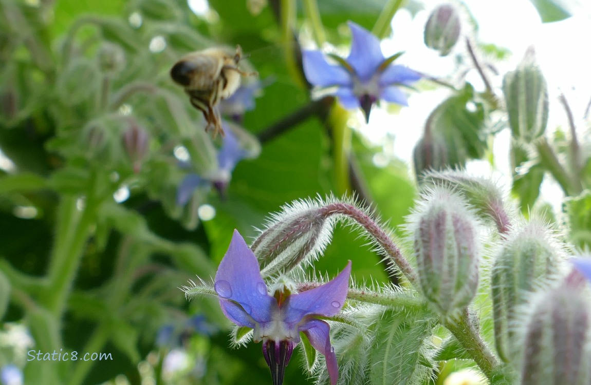 Honey Bee flying away