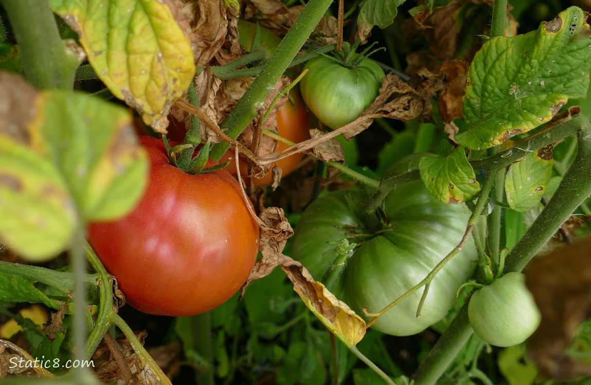 Tomatoes ripening on the vine