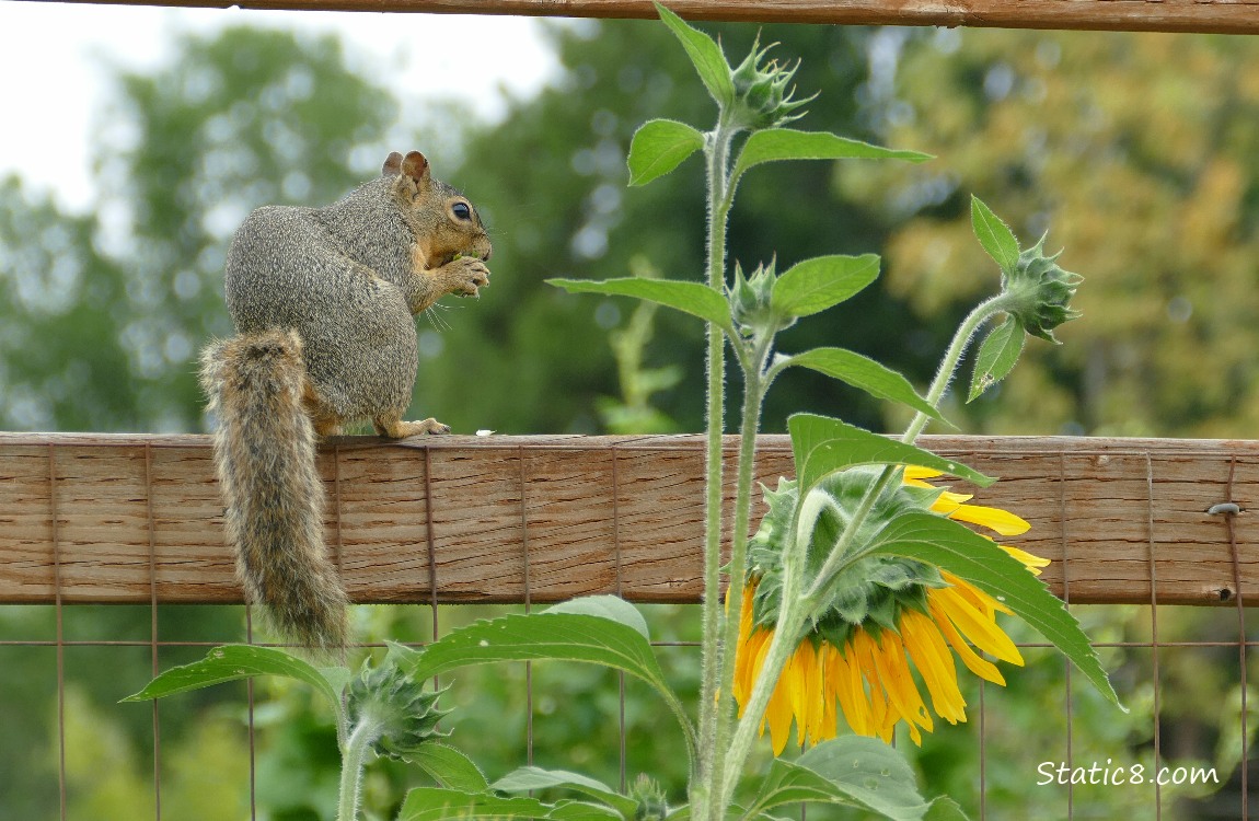 Squirrel sitting on a wood fence near a sunflower