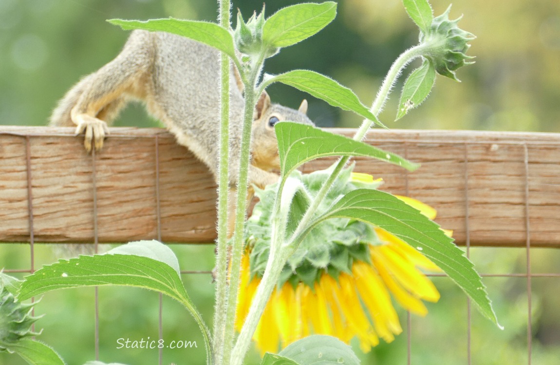 Squirrel reaches for a Sunflower blossom from the wood fence