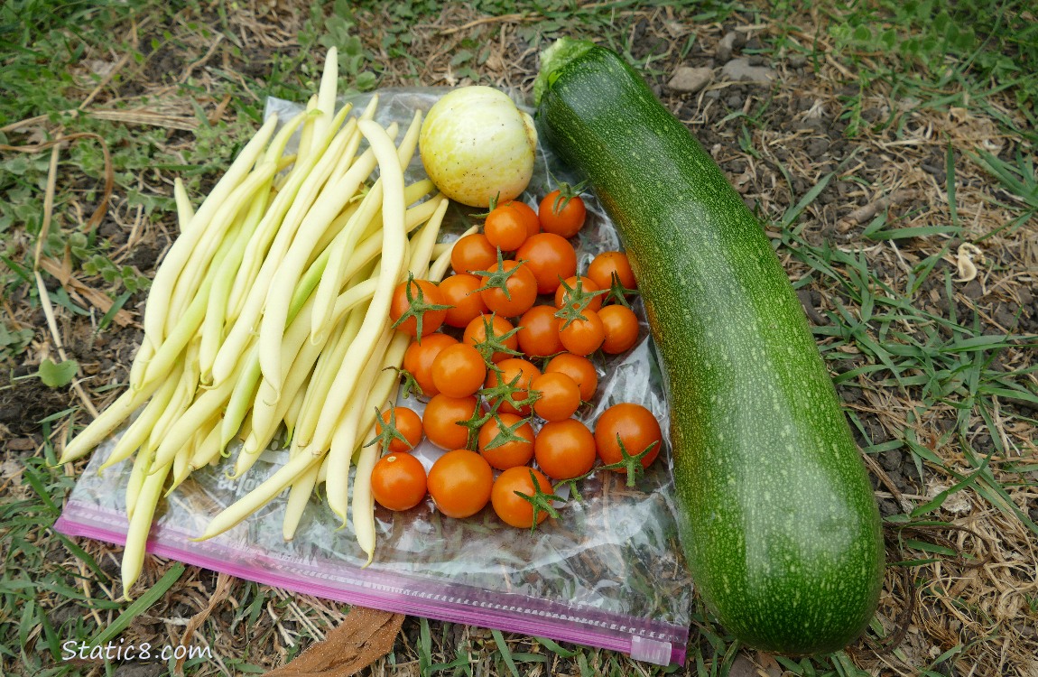 Harvested veggies laying on the ground