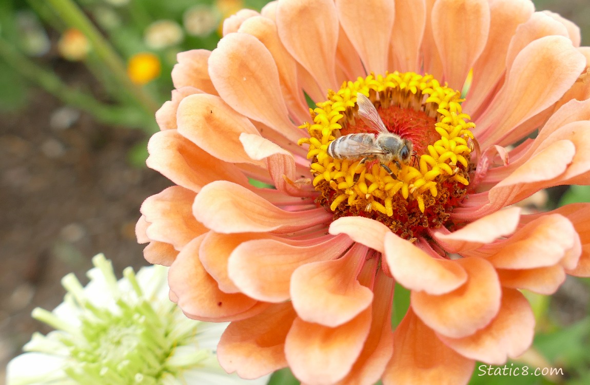 Honey Bee on a peach coloured Zinnia bloom