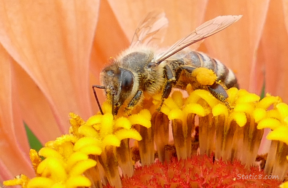 Close up of a Honey Bee in a Zinnia bloom