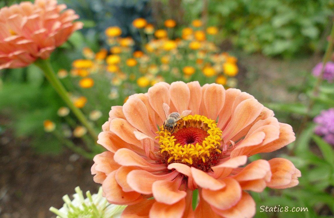 Peach Zinnia blooms and a Honey Bee