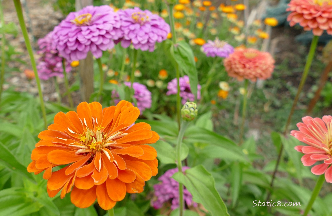 Orange and Purple Zinnia blooms