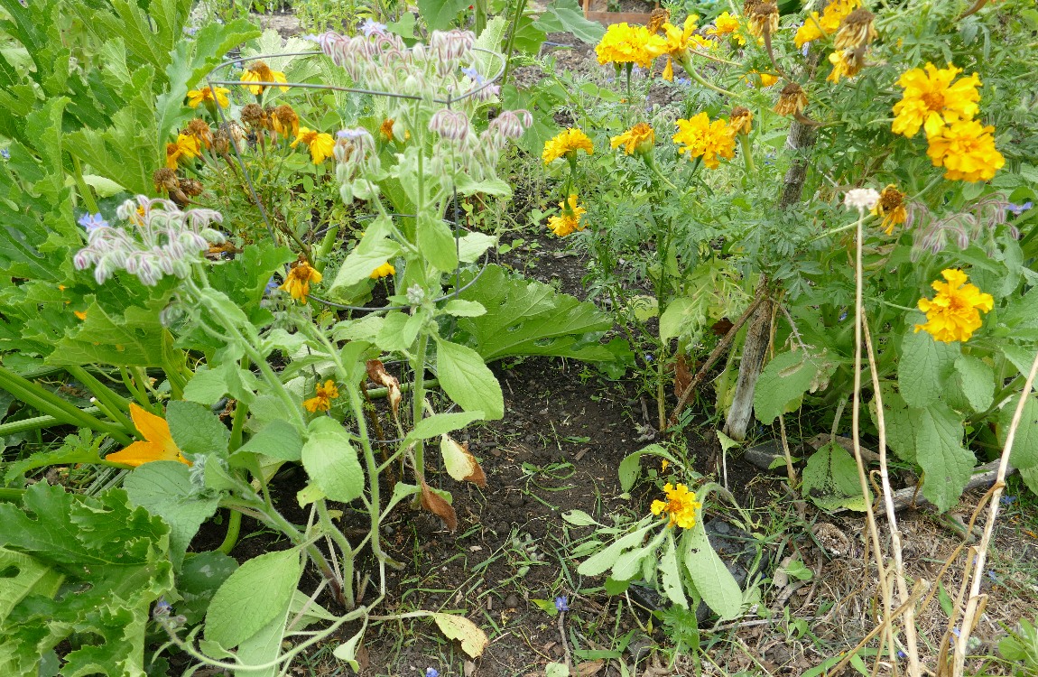 Zuchinni and Marigold blooms