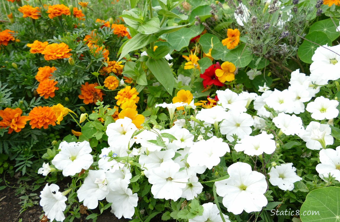 White Petunia blooms with orange Marigolds and Nasturtium blooms